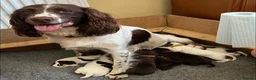 Sprocker dogs for sale: Beautiful Sprocker Puppies Available - Advert 5