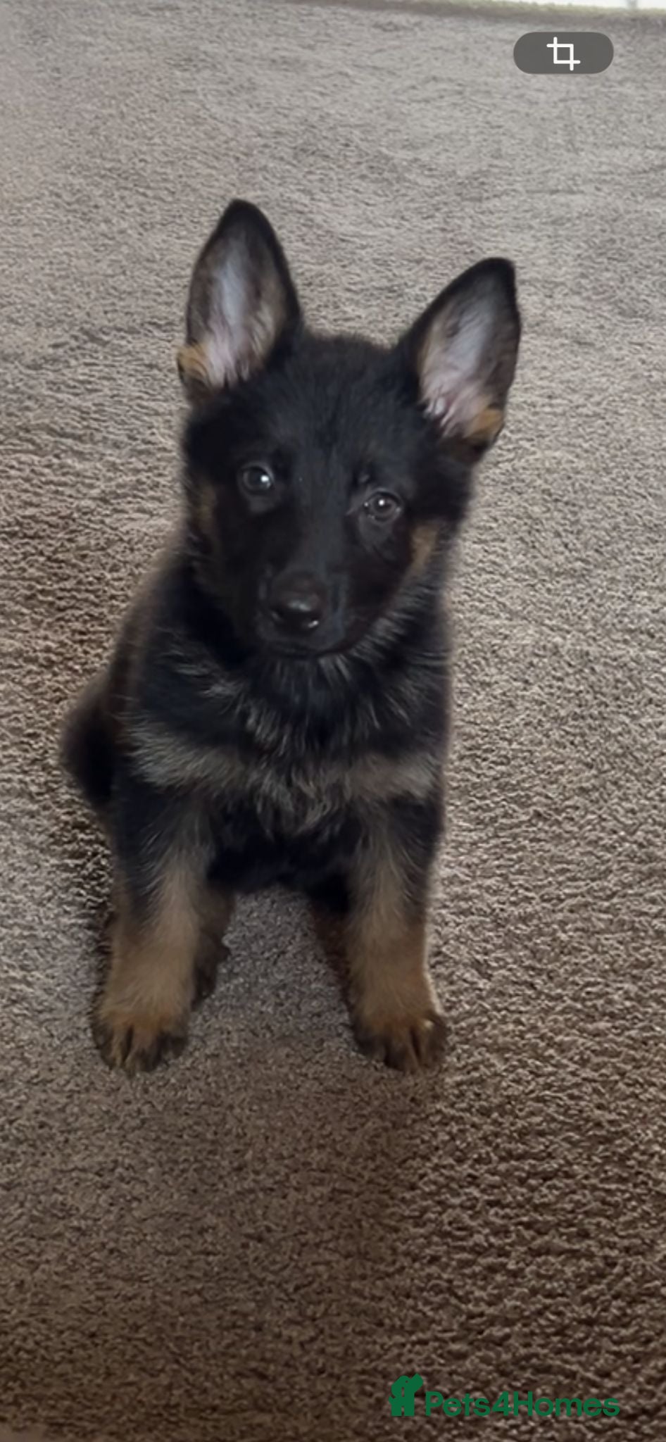 German Shepherd dogs 10 week old german shepard pup - Advert 1