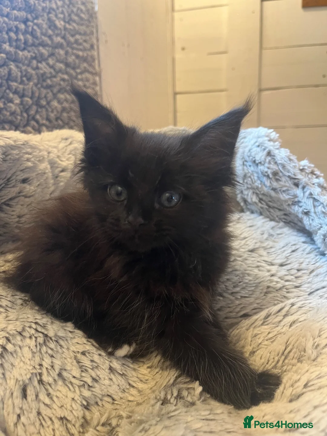 Maine Coon cats for sale: Pedigree Maine Coons - Advert 14