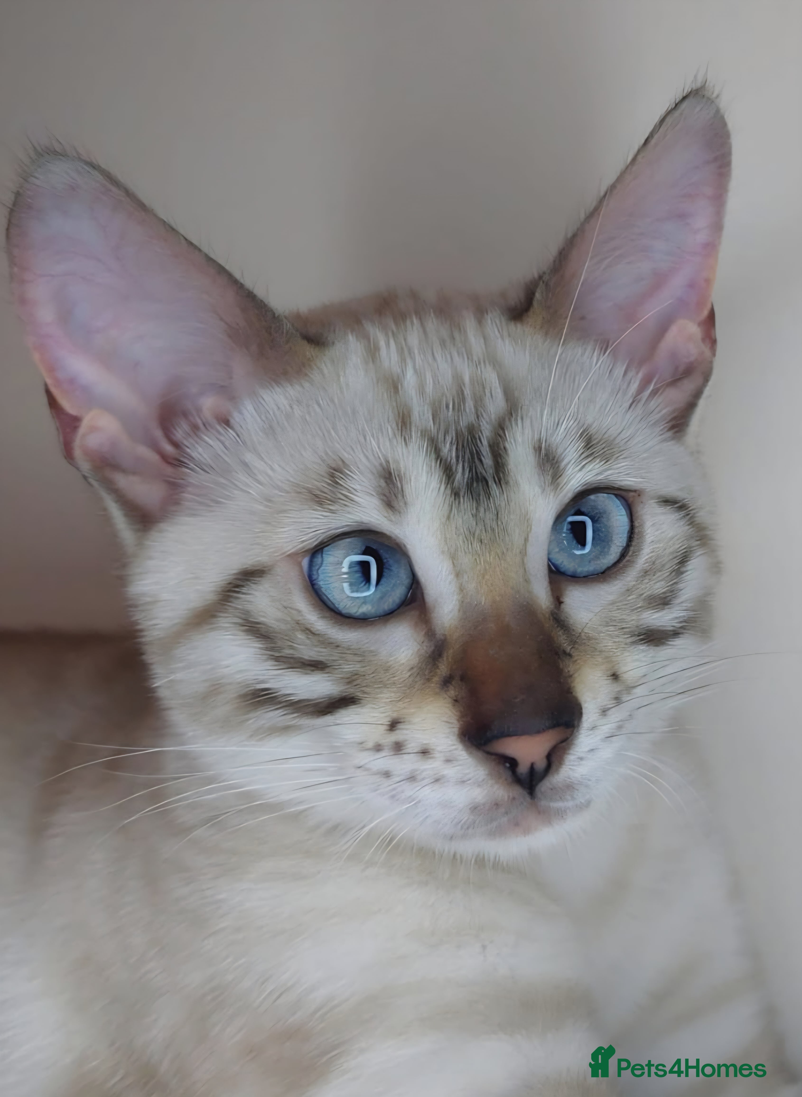 Bengal cats Snow Silver Glittered Bengal girl. - Advert 18