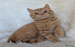 British Shorthair cats for sale: British shorthair kittens - Image 2