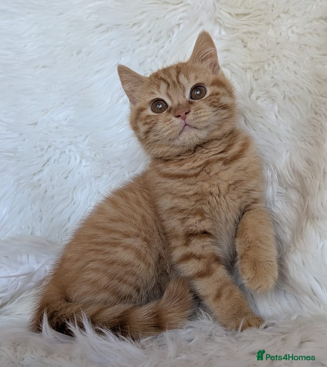 British Shorthair cats for sale: British shorthair kittens - Image 2