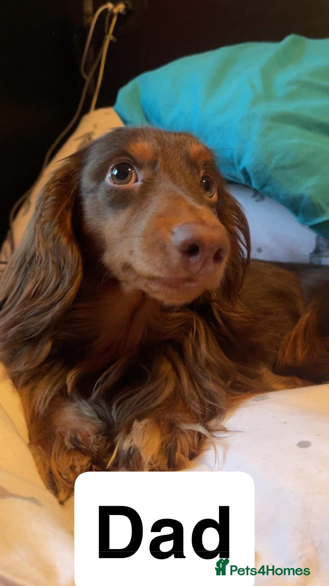 Miniature Dachshund dogs for sale: 2 Long Haired Miniature Dachshunds  - Image 7