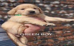 Golden Retriever dogs for sale: KC GOLDEN RETRIEVER PUPPIES HEALTH TESTED PARENTS  - Image 12