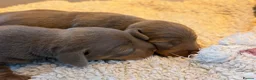 Miniature Dachshund dogs for sale: Smooth Haired Mini Dachshund Pups in Loughborough - Advert 4