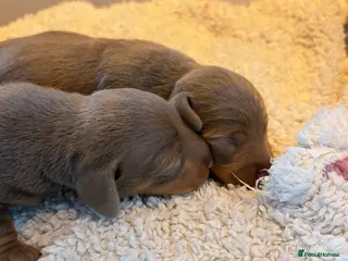 Miniature Dachshund dogs Smooth Haired Mini Dachshund Pups - Advert 15