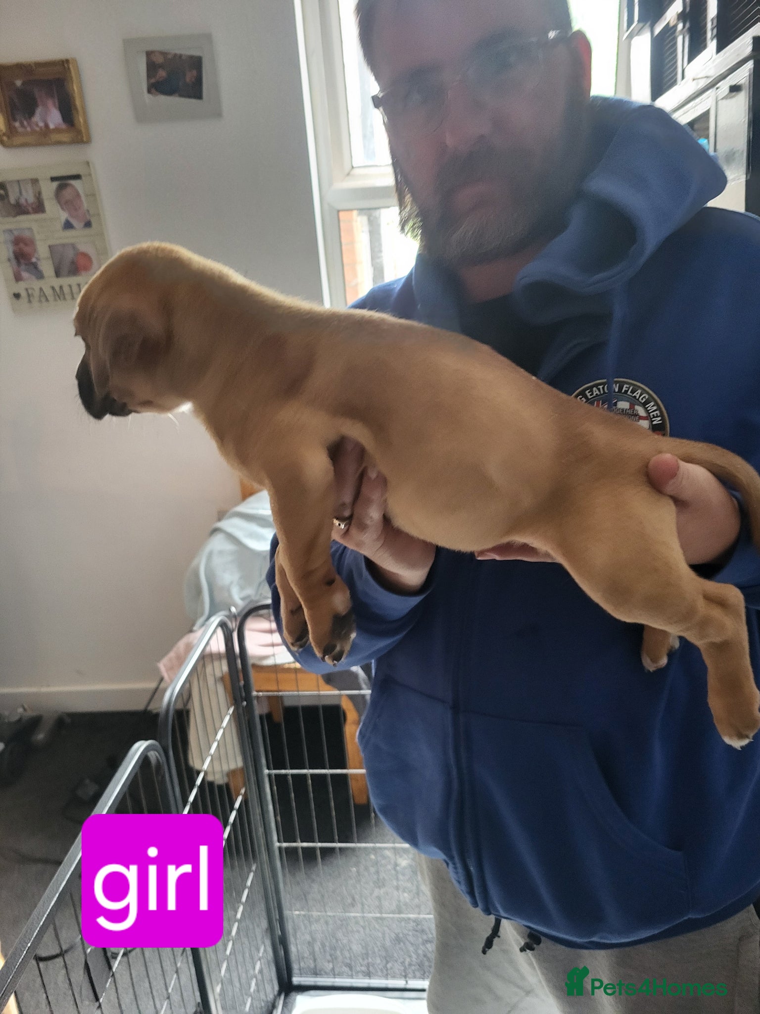 Mixed Breed dogs for sale: Akita x boardeaux  in Derby - Advert 8