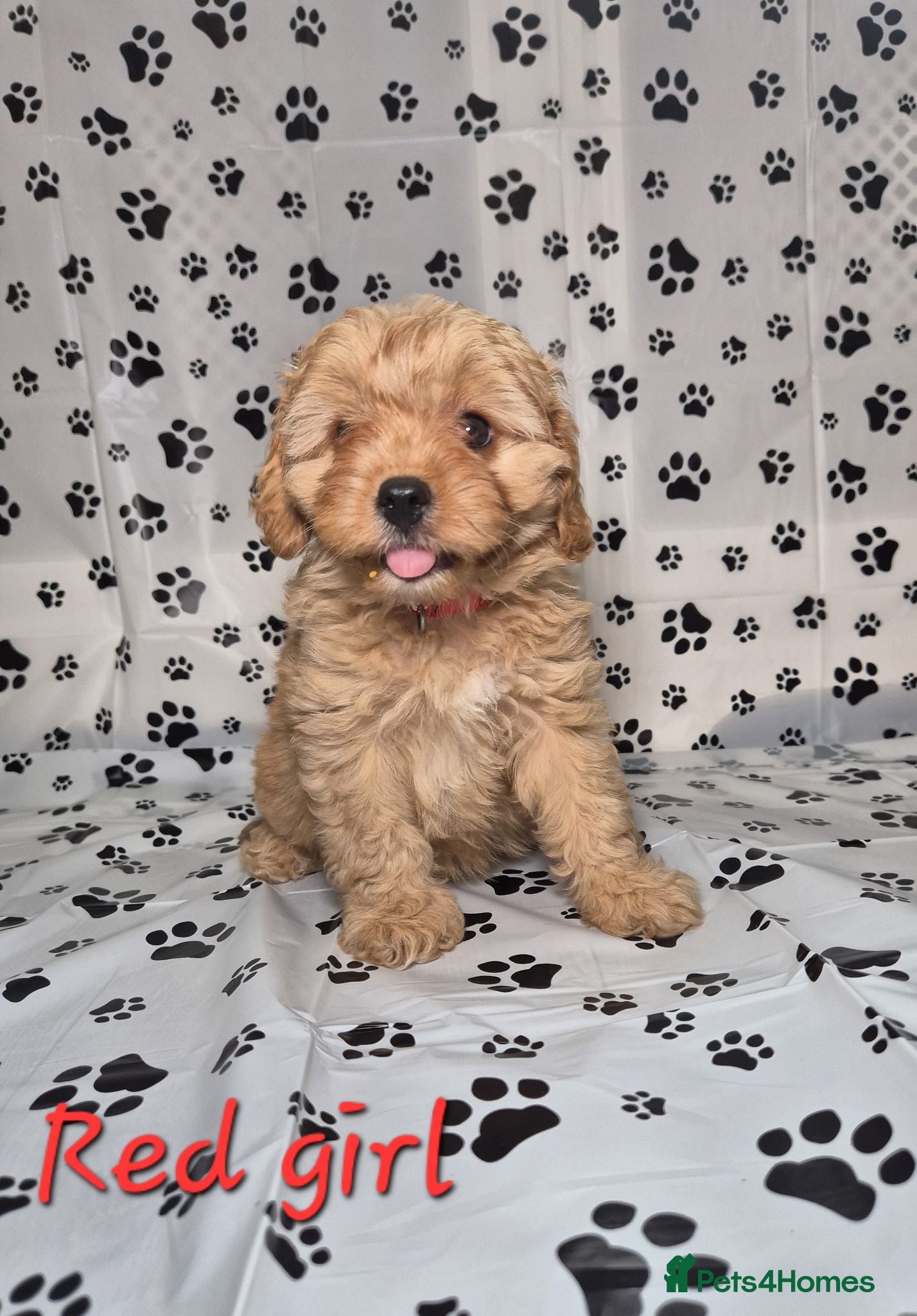 Cavapoo dogs Dna Health Tested F1 Cavapoo puppies - Advert 5