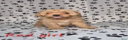Cavapoo dogs for sale: Dna Health Tested F1 Cavapoo puppies - Advert 3