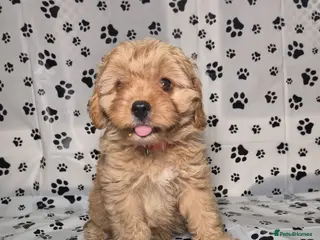 Cavapoo dogs Dna Health Tested F1 Cavapoo puppies - Advert 5