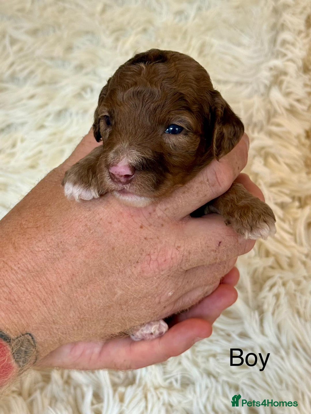 Cockapoo dogs for sale: beautiful merle cockapoo pups, ready 19th August - Image 10