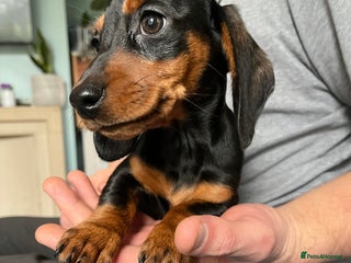 Miniature Dachshund dogs 1 girl Kc reg mini dachshunds - Advert 18
