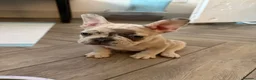French Bulldog dogs for sale: Exceptional French Bulldog Puppies - Advert 11
