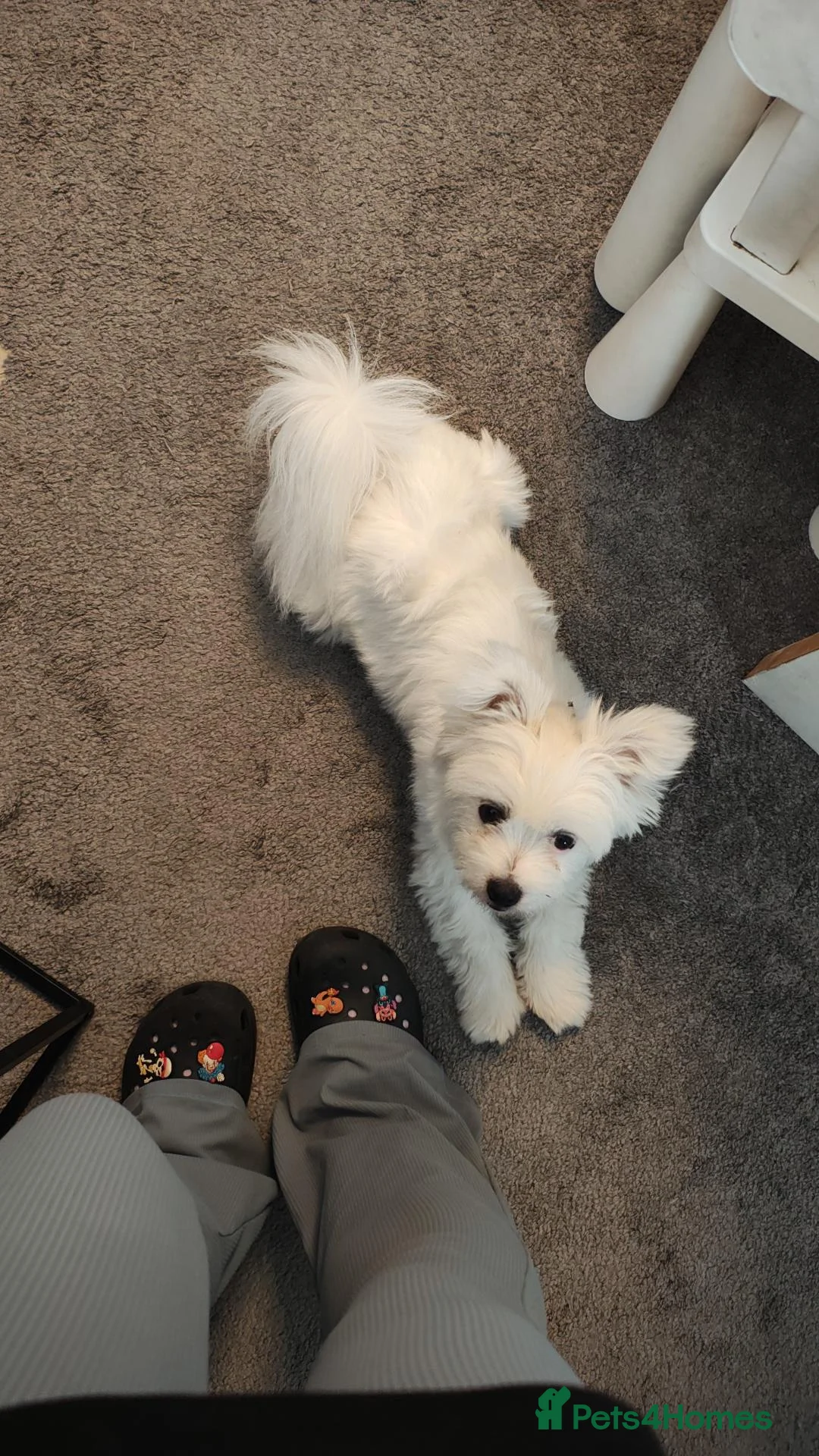 Mixed Breed dogs for sale: Pomeranian cross  - Advert 1