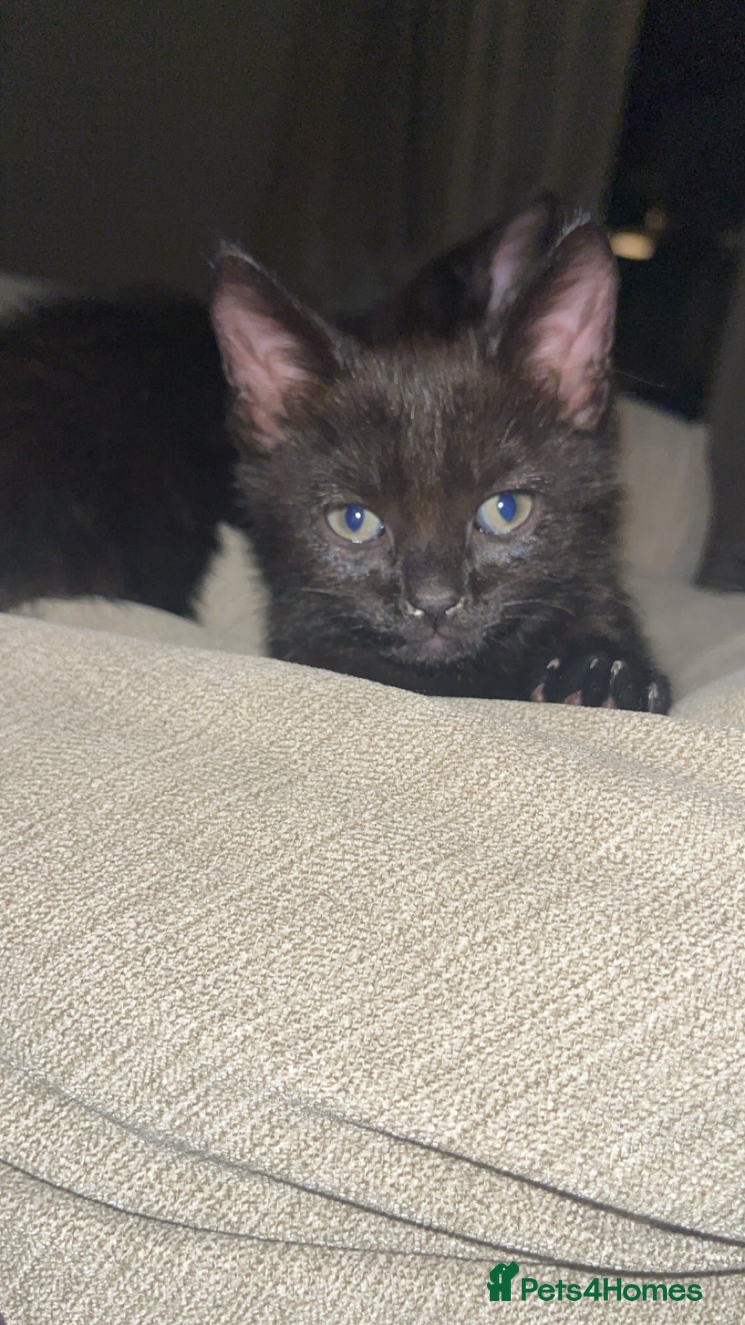 Domestic Shorthair cats for sale: Beautiful black kittens  - Advert 3