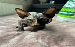 Sphynx cats for sale: 4 female canadian sphynx looking for home - Advert 5