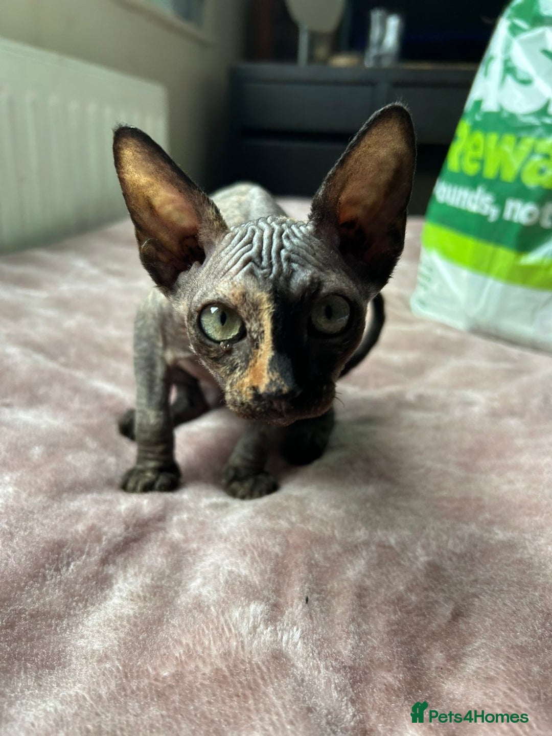 Sphynx cats for sale: 4 female canadian sphynx looking for home - Advert 5