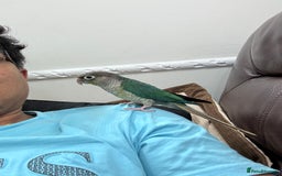 Lorikeets birds for sale: Hand fed baby conures for sale rare breed - Image 14