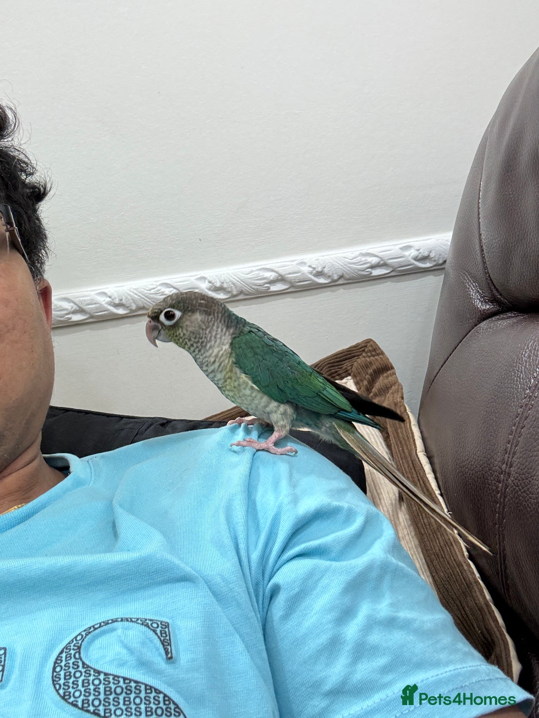 Lorikeets birds for sale: Hand fed baby conures for sale rare breed - Image 14