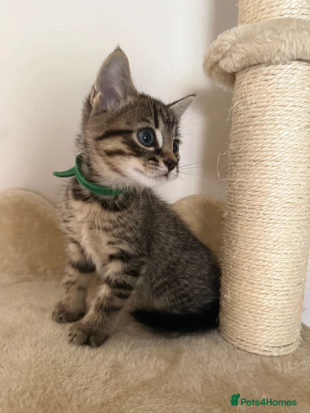Mixed Breed cats for sale: 3 Gorgeous Tabby Boys available - Advert 31