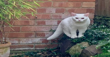 British Shorthair cats - Advert 3