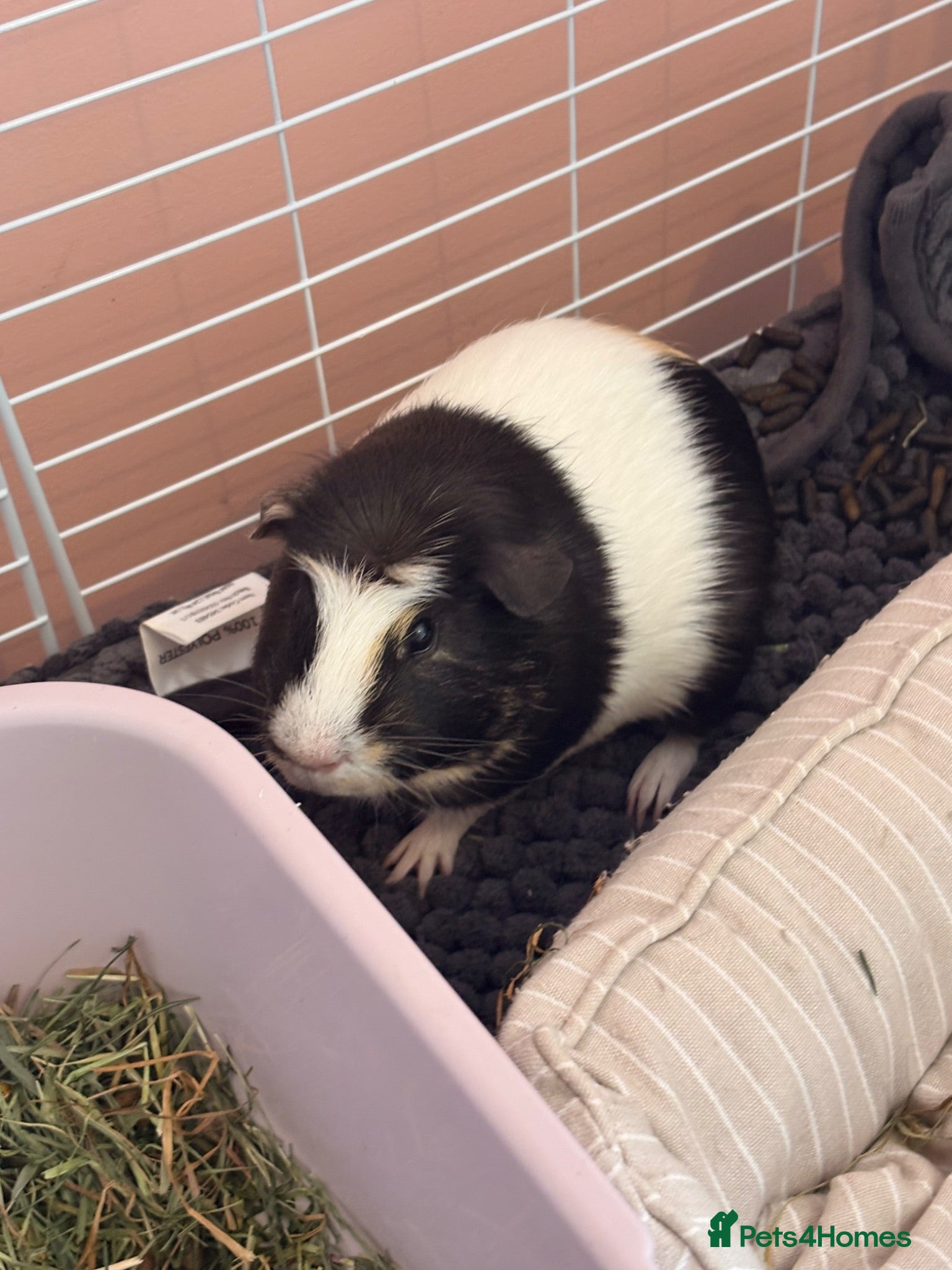 Guinea Pig rodents Male Guinea Pigs for free - Advert 2