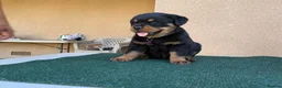 Rottweiler dogs for sale: 💃lovely gentle giant🕺 available to new homes🍌🍌 in Selby - Advert 7