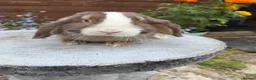 Mini Lop rabbits for sale: Gorgeous mini lop buck ready to go now   - Advert 10