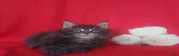 Maine Coon cats for sale: GCCF REGISTERED MAINE COON KITTENS FOR SALE  - Advert 24