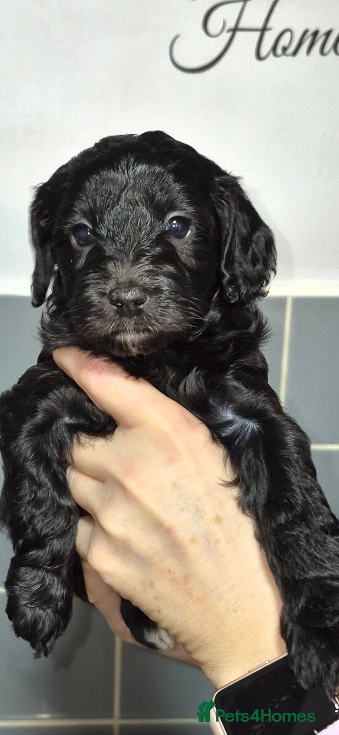 Cavapoo dogs for sale: F2B cavapoo puppies - Advert 3