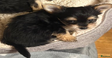 Chorkie dogs - Advert 2