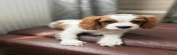 Cavalier King Charles Spaniel dogs for sale: Very active and super sweet boy is ready to go - Advert 10