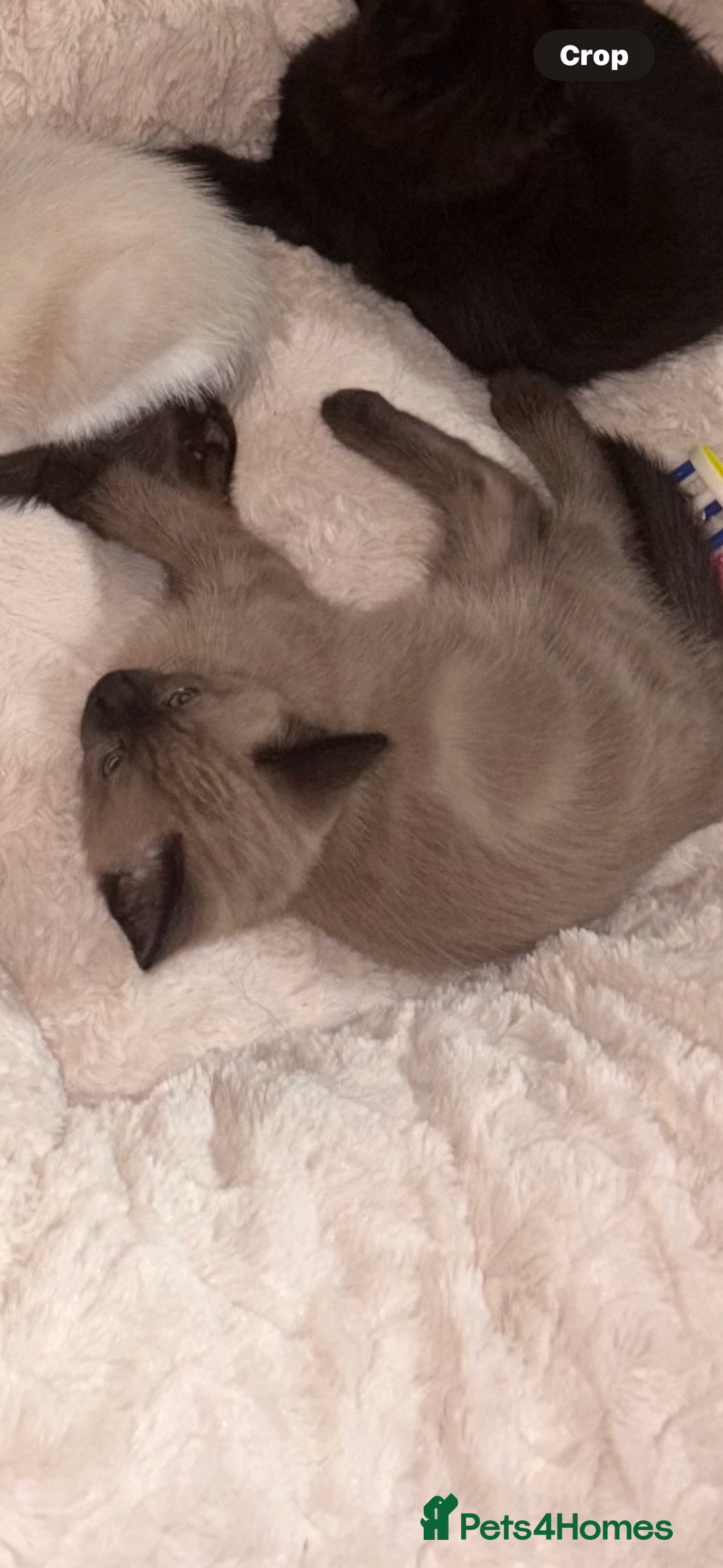 Ragdoll cats for sale:  Caramel pointed Ragdoll kitten  - Image 4