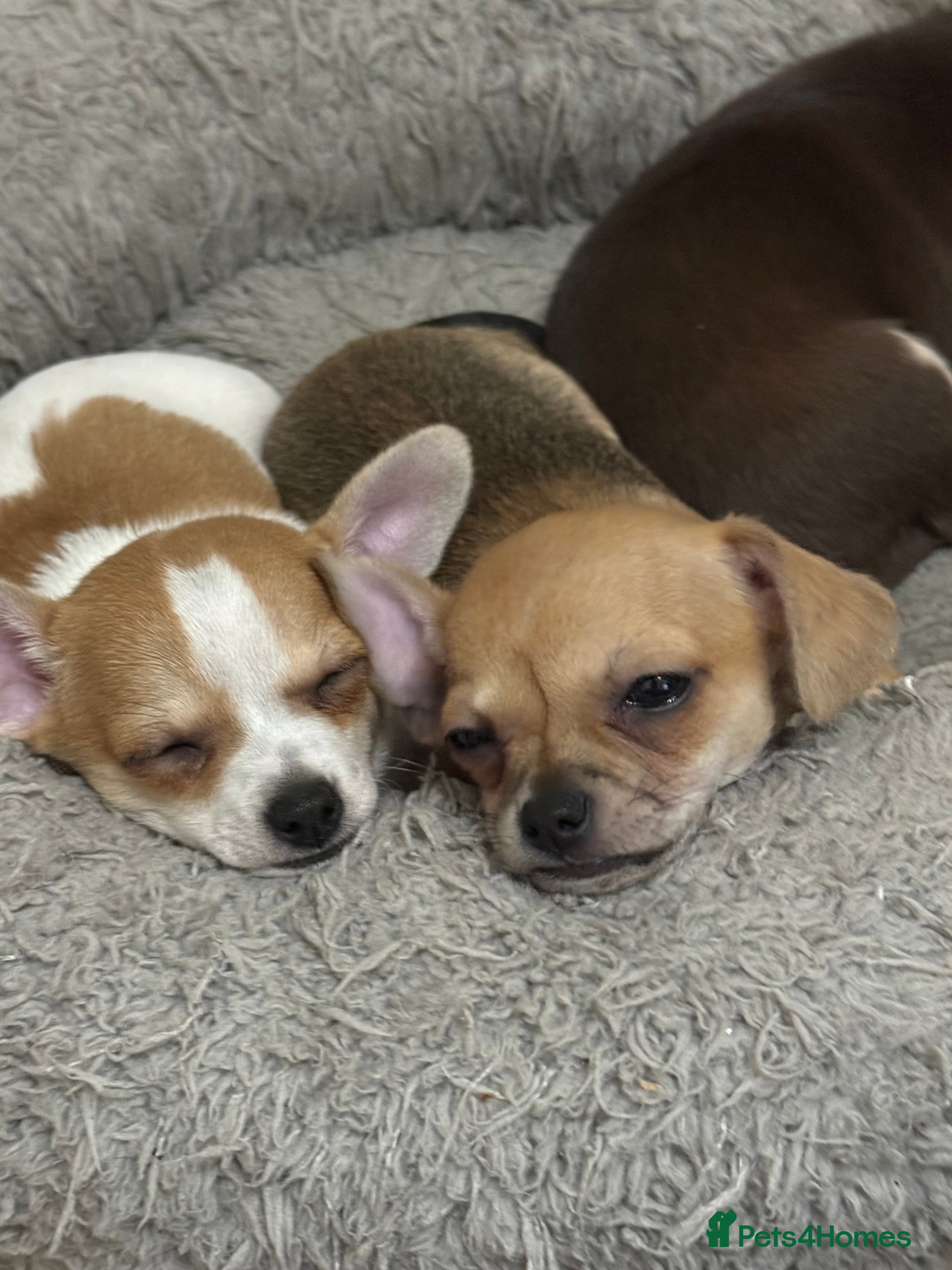 Chihuahua dogs Beautiful Purebred Chihuahua Puppies  - Advert 2