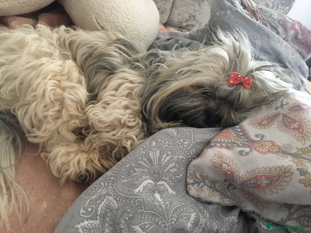 Shih Tzu dogs for sale: Shih Tzu puppies  - Image 12