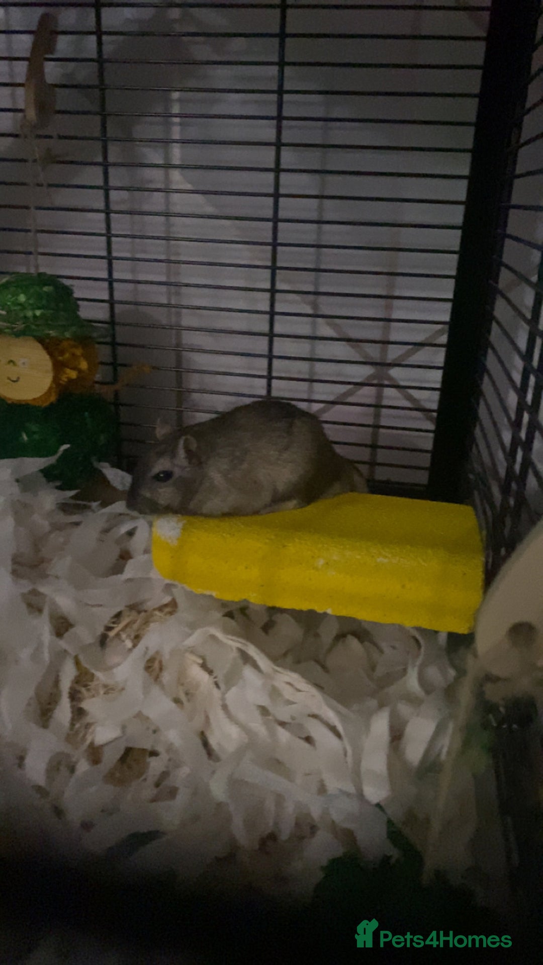 Gerbil rodents for sale: 2 male gerbils for sale (Milo&mickey) - Advert 7