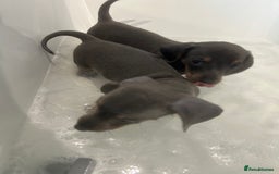 Miniature Dachshund dogs for sale:  Beautiful cute Miniatures dachshund  in Liverpool - Image 17