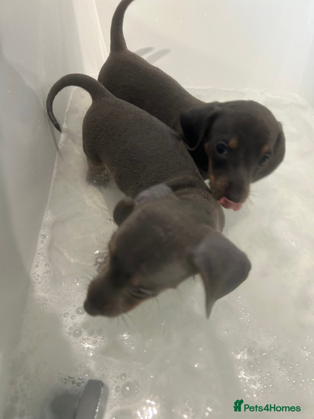 Miniature Dachshund dogs for sale:  Beautiful cute Miniatures dachshund  in Liverpool - Image 17