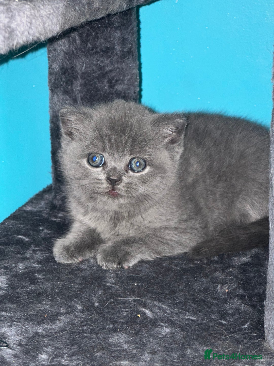 British Shorthair cats for sale: Pure bred British shorthair kittens ( final price) - Image 4