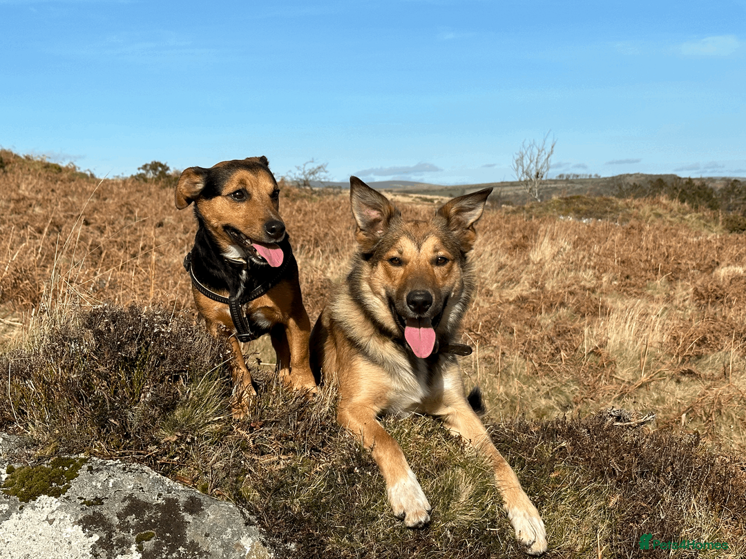 Jack Russell dogs for stud: Jack Russel for Stud Black and Tan - Advert 14