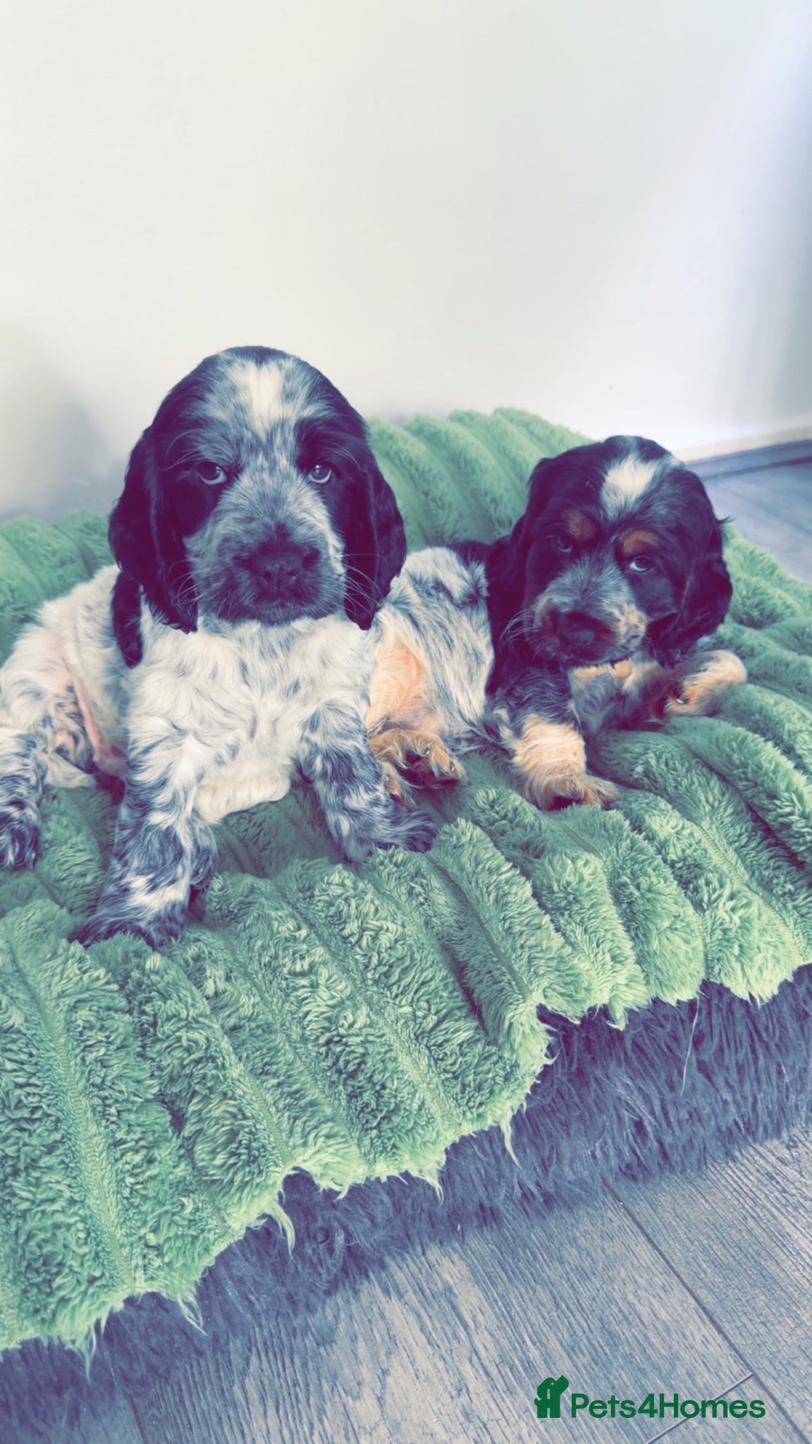 Cocker Spaniel dogs Tri and Blue Roan show cocker spaniels  - Advert 14