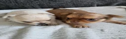 Chihuahua dogs for sale: Stunning puppies in Congleton - Advert 5