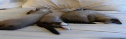 Snowshoe cats for sale: Beautiful Snowshoe Kittens – Ready to Leave Now - Advert 7
