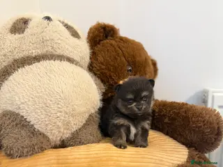 Pomeranian dogs Black and tan girls 🖤🧡💖 - Advert 3