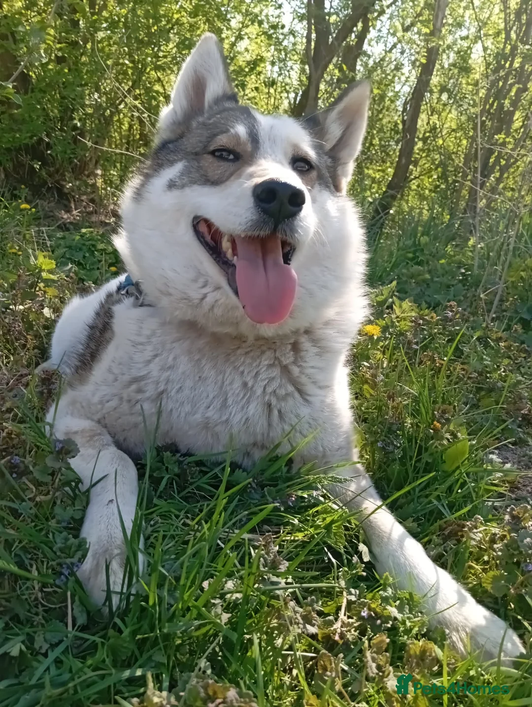 Mixed Breed dogs for adoption: ❤️🐶 APRIL – ONE IN A MILLION in Burton-on-Trent - Advert 23