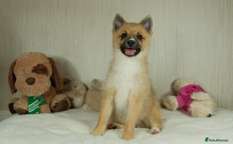Pomsky dogs - Advert 1