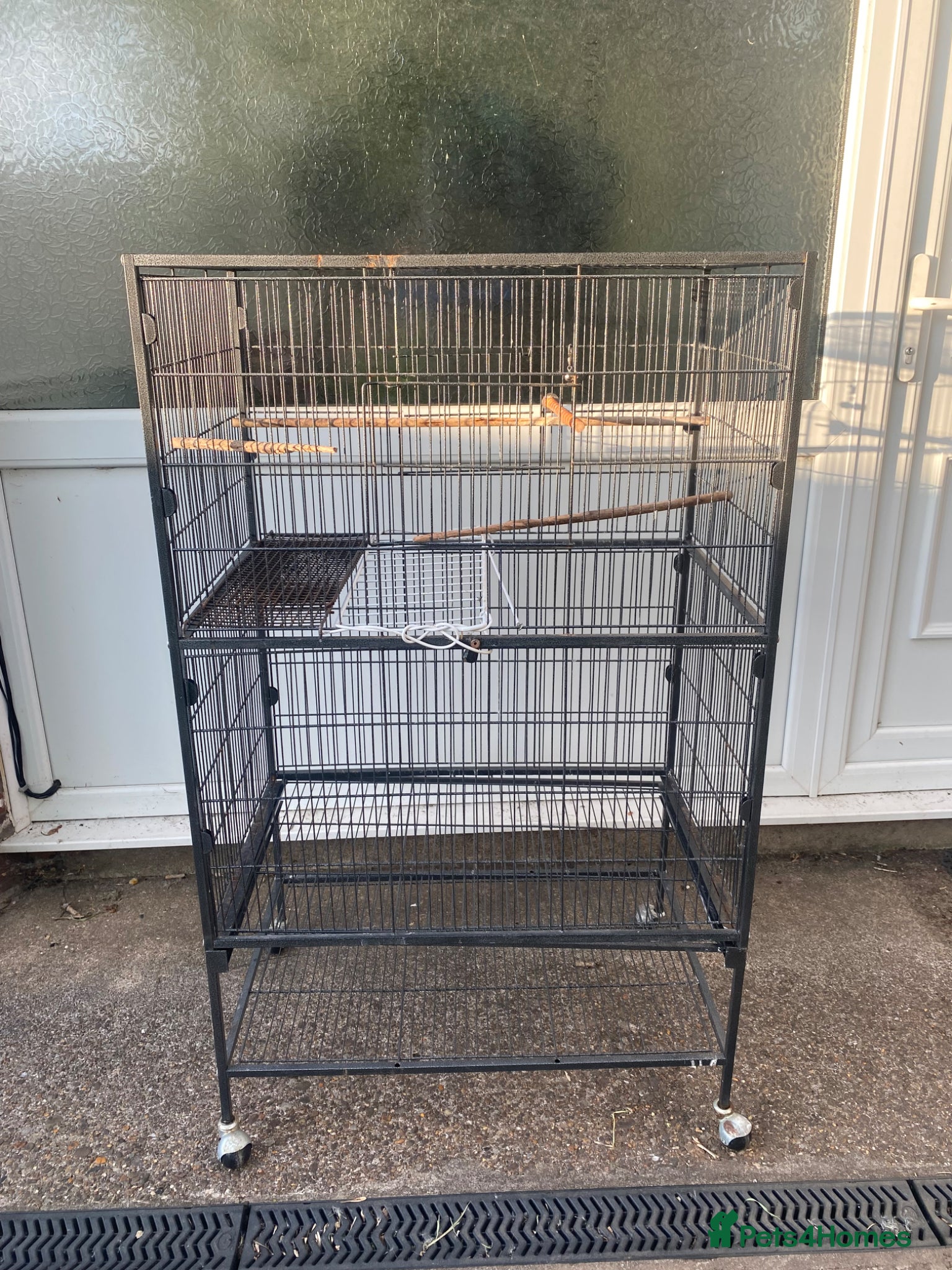Parakeets birds for sale:  Alexandrine Parakeet (can speak) + cage + food in Newport - Advert 4