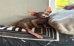 Sphynx cats for sale: Beautiful Sphynx Kittens Available  - Image 4