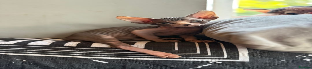 Sphynx Kitten 2