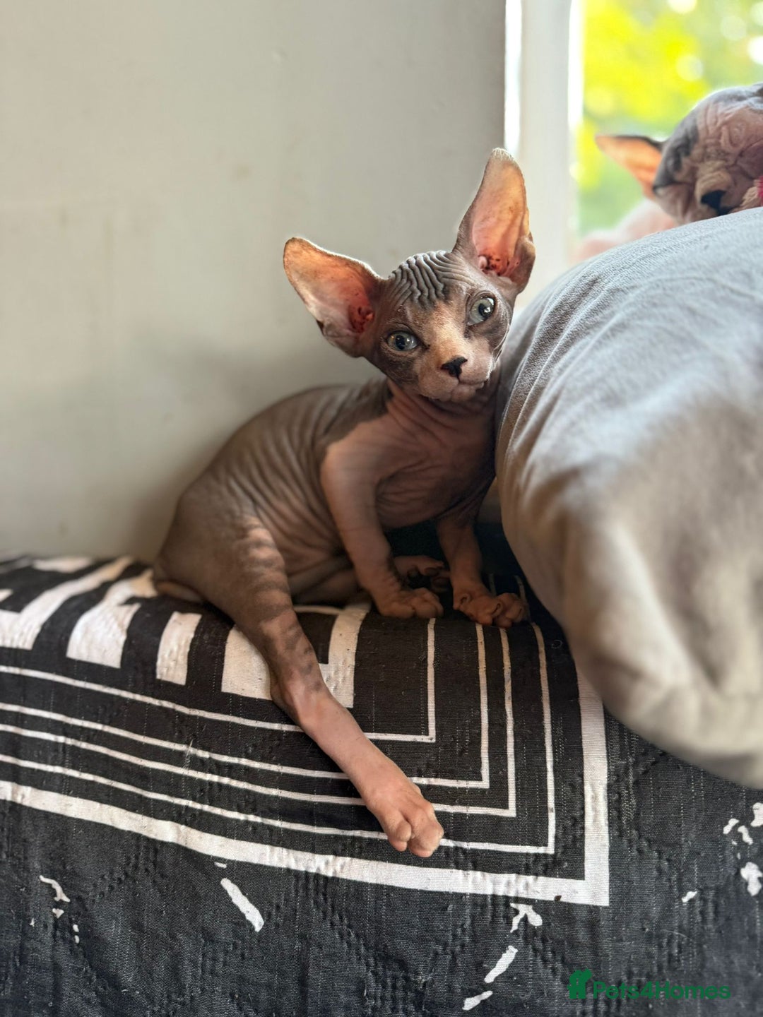Sphynx cats for sale: Beautiful Sphynx Kittens Available  - Image 4